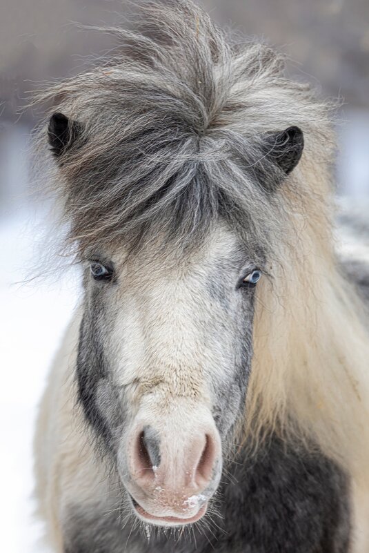 *** - Елена Черненко