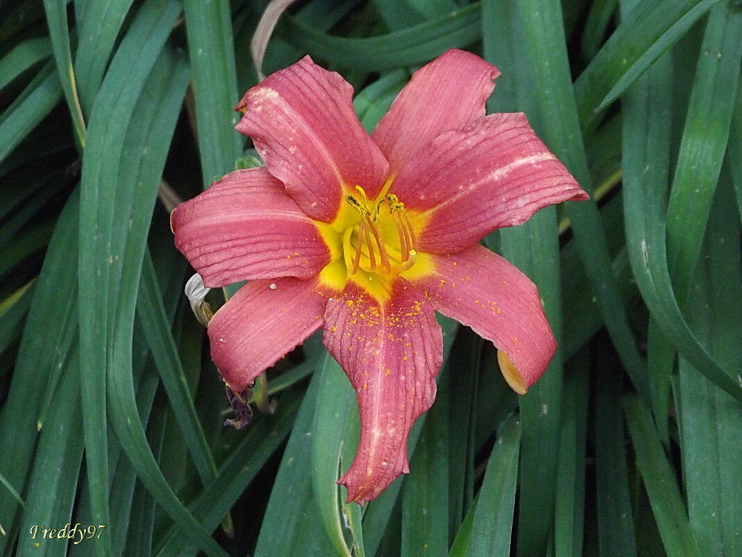 Лилейник - Freddy 97