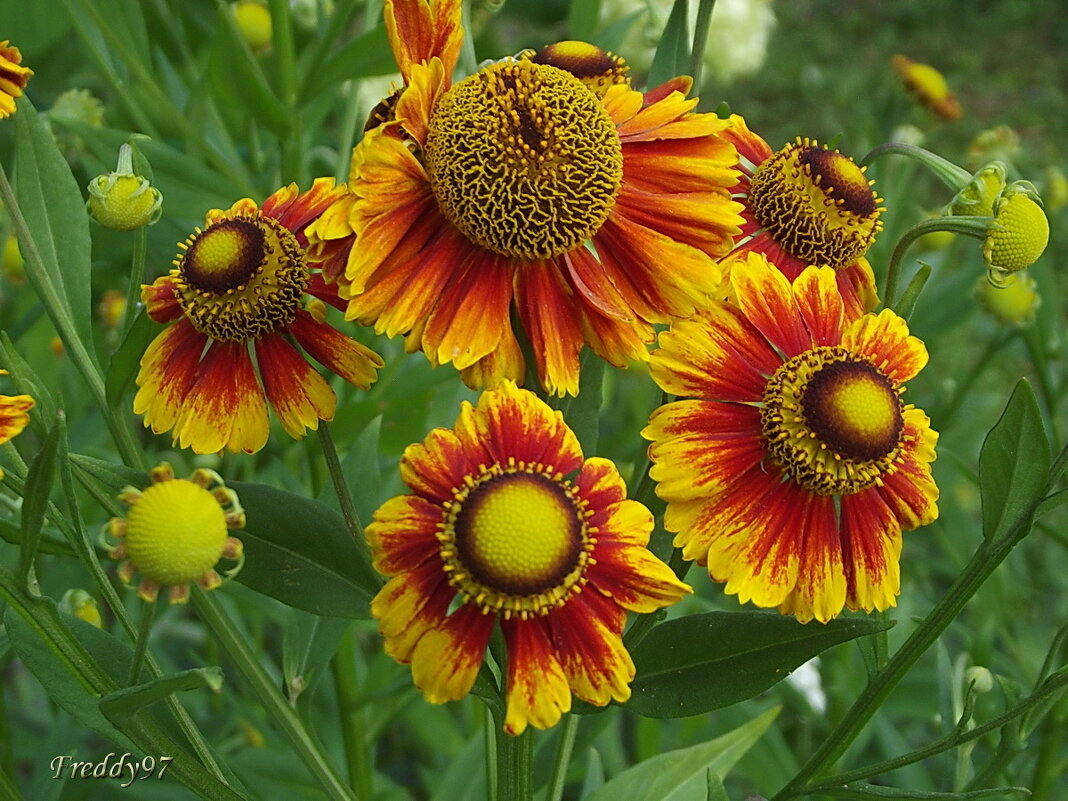 Гелениум - Freddy 97