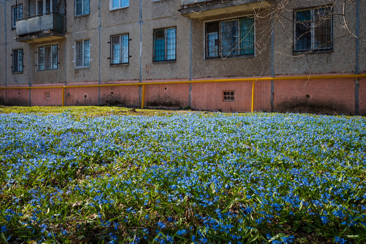 Поляна с пролесками перед домом - Александр Синдерёв