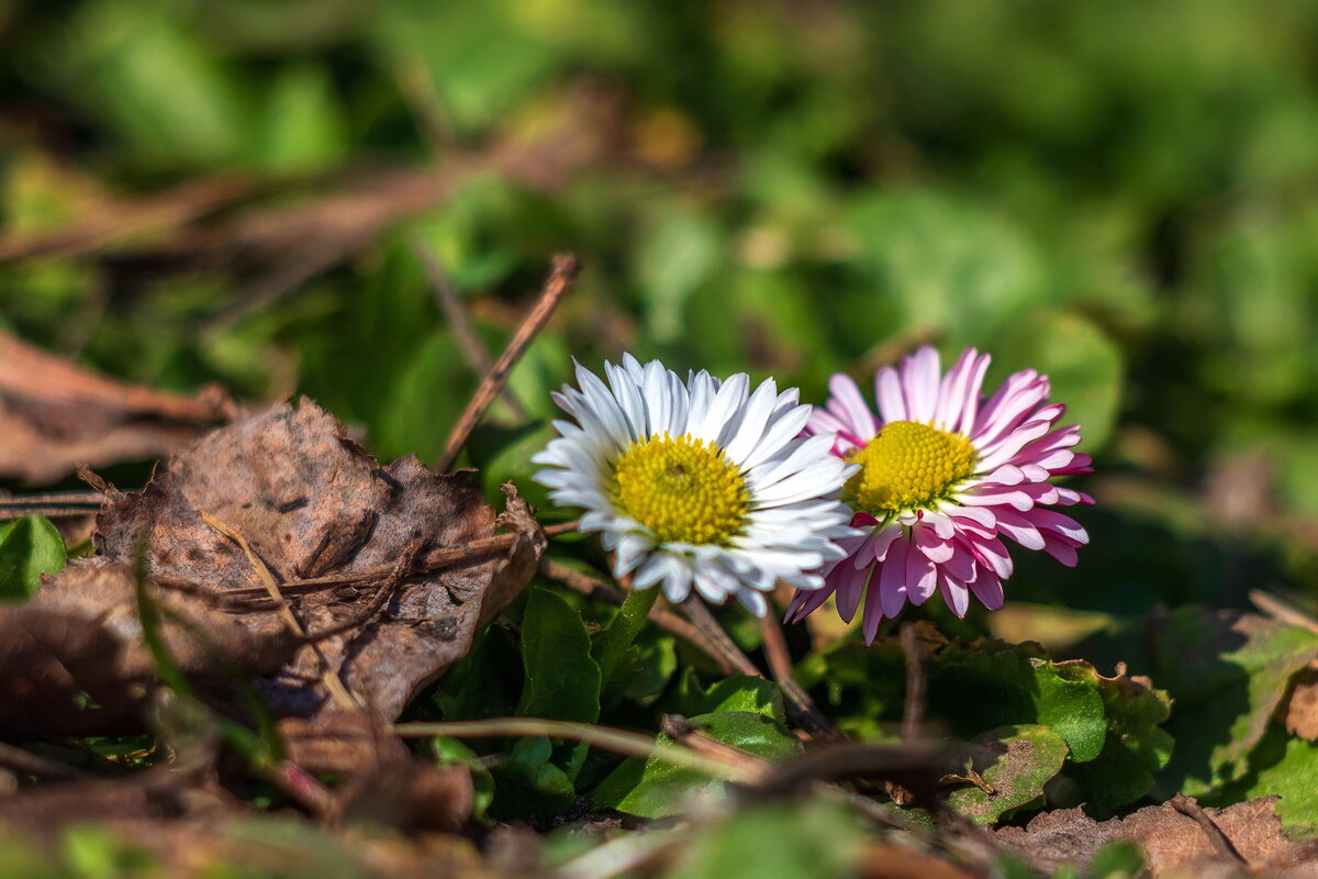 Маргаритки. - Анатолий. Chesnavik.