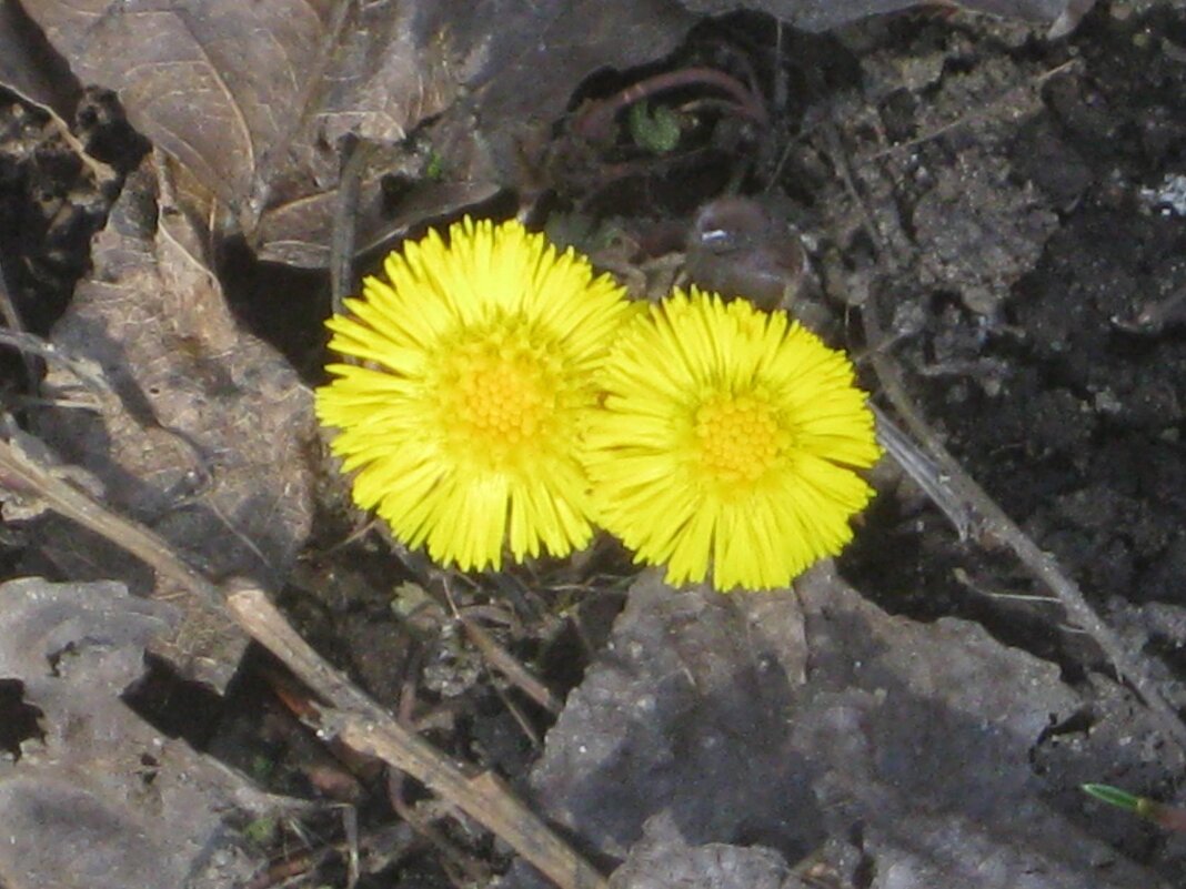 Мать-и-мачеха - Дмитрий Никитин