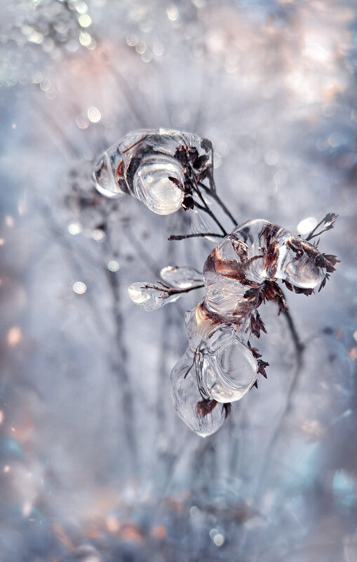 Февральское макро - Viktoria Anufrieva