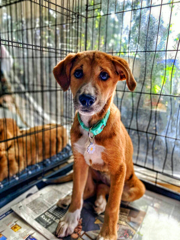 СИЖУ   ЗА   РЕШЁТКОЙ - Анатолий Малобродский