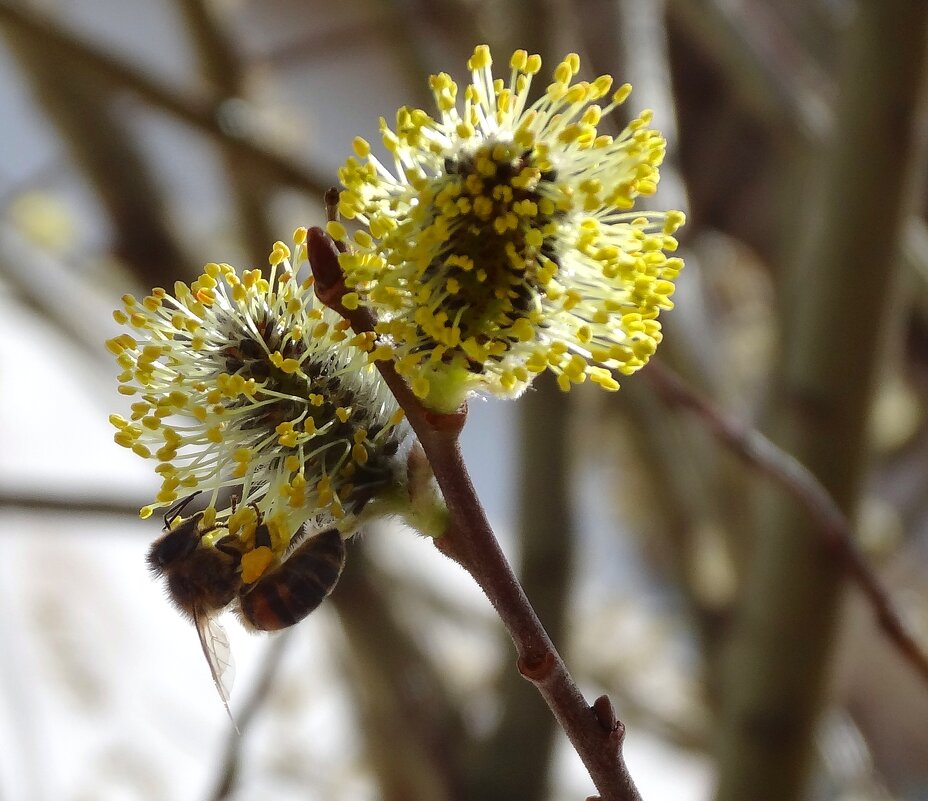 Верба с пчелкой - Наталья ***