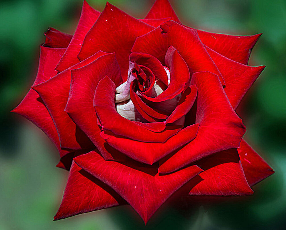 Красная роза из сада - Наталья ***