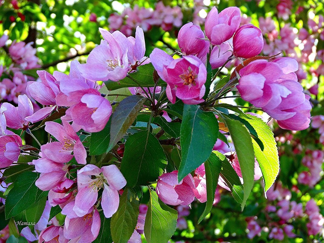 Цветение дикой яблони - Наталья ***