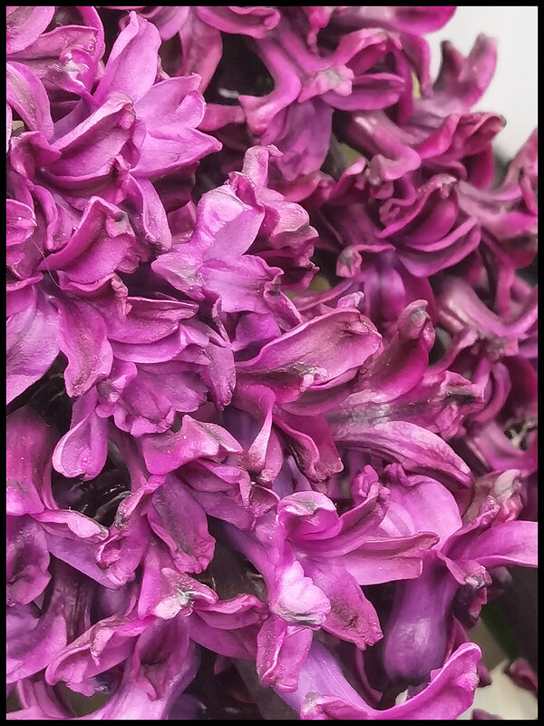 Гиацинт. - Лилия * Гиацинт. - Лилия *