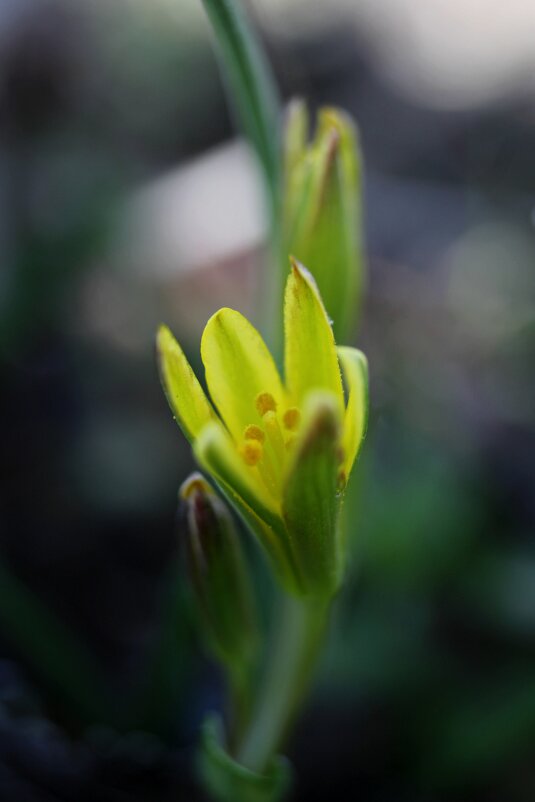 Первоцветы. Гусиный лук - Tina Kott