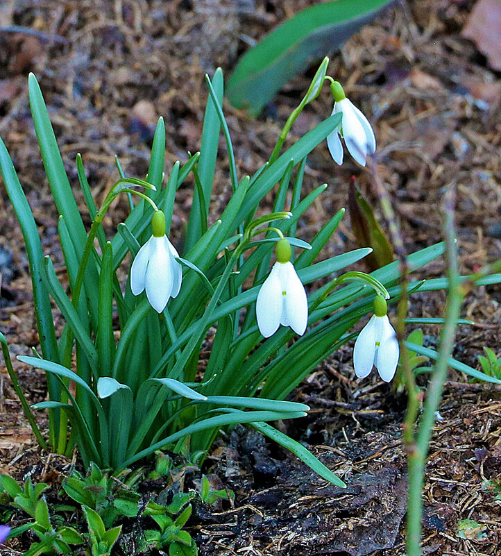Весенние фонарики - Светлана 