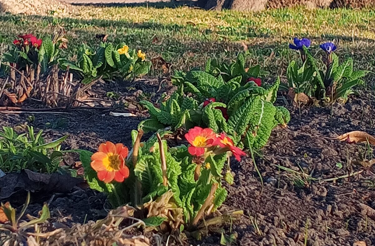 Примула - Сапсан 