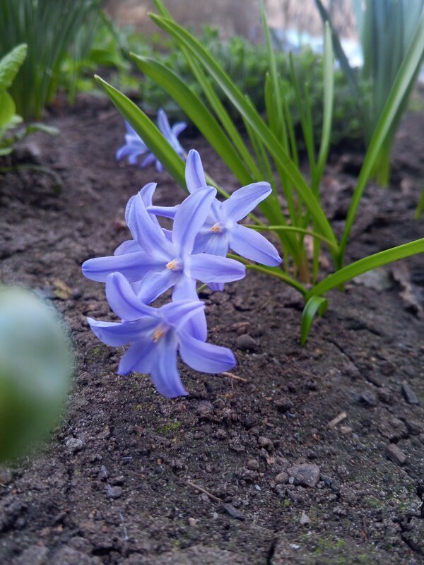 Хионодокса - Сапсан 