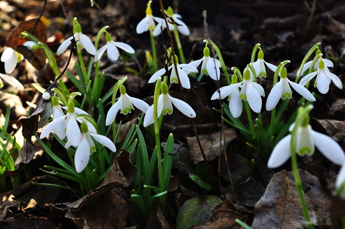 галантусы ...весна пришла... - Александр Герасенков