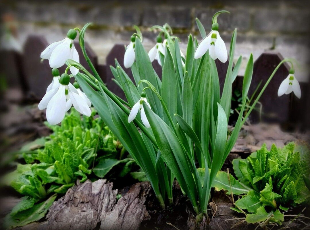 Подснежники - Елена Сухорученкова