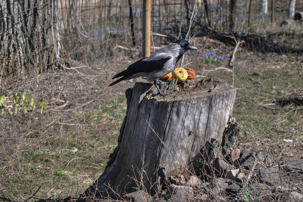 Вороне бог послал... но жаль не сыр - Татьяна Машошина
