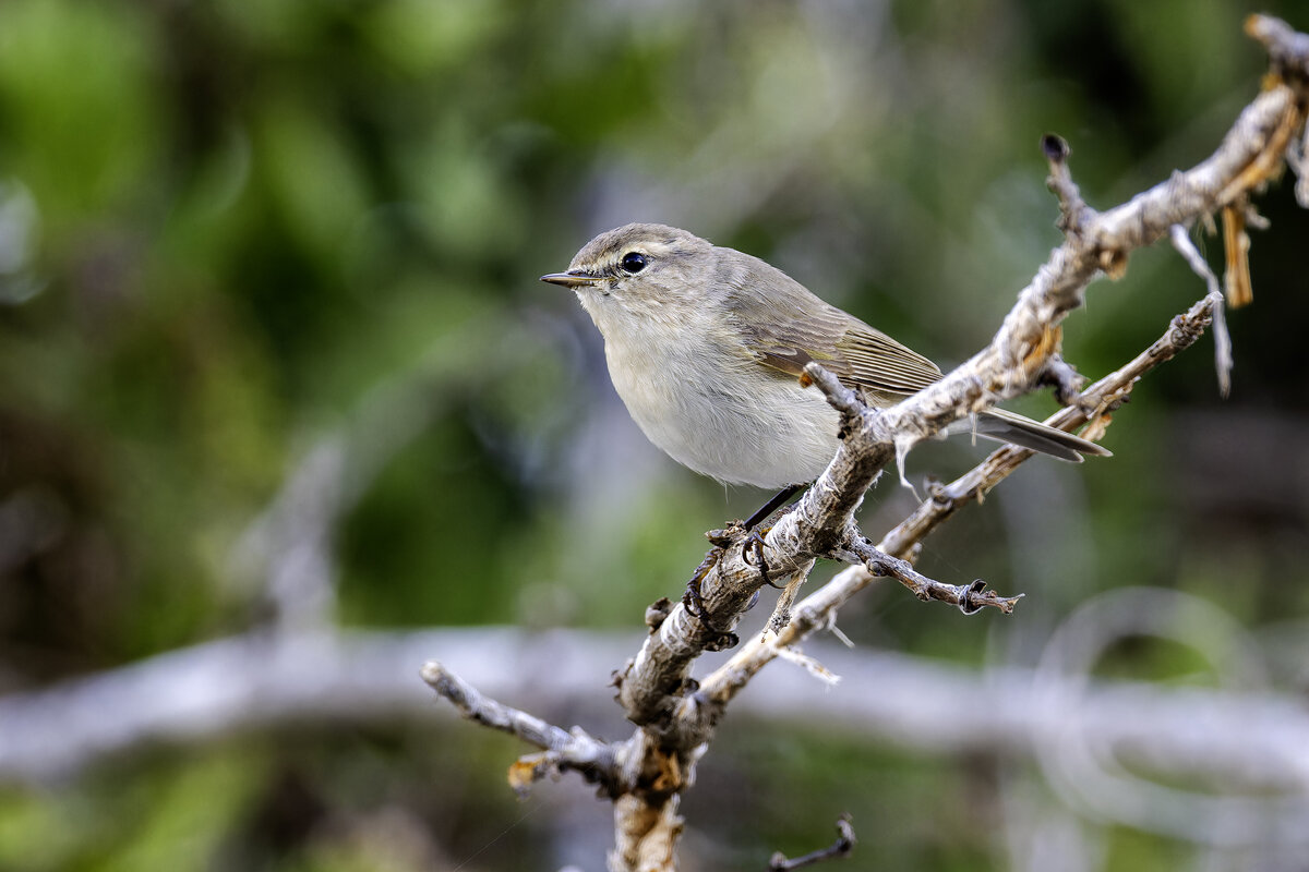 Пеночка-теньковка. - Alexander Amromin