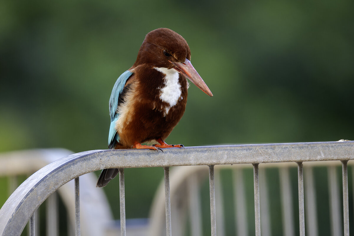 Красноклювая альциона. (Белогрудый зимородок) - Alexander Amromin