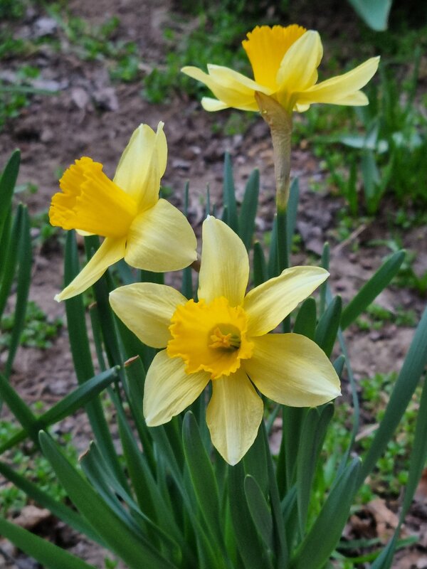 Нарциссы в пасмурный день - Наталья 