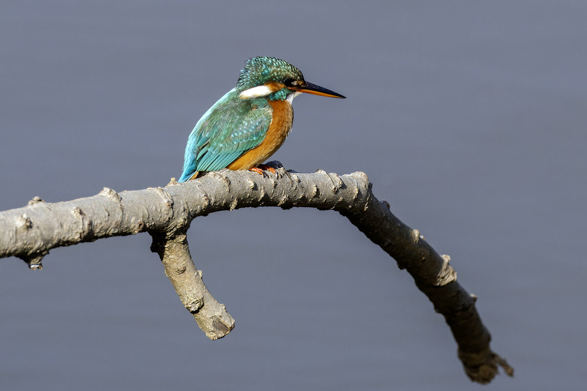 Зимородок. - Alexander Amromin