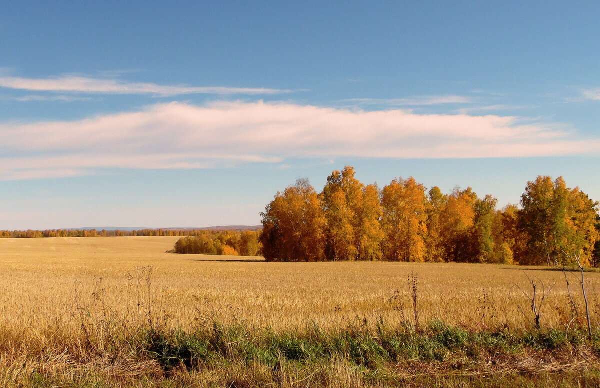 Поле,русское поле... - nadyasilyuk Вознюк