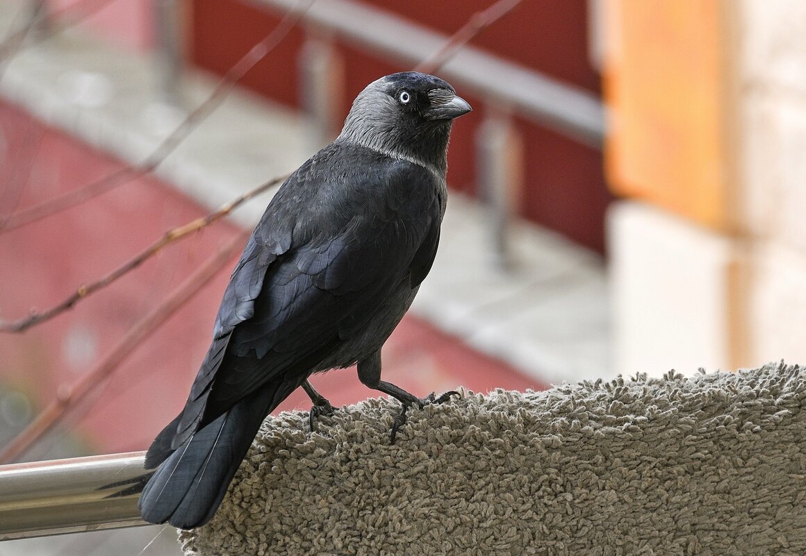 Соседка - Валерий Иванович