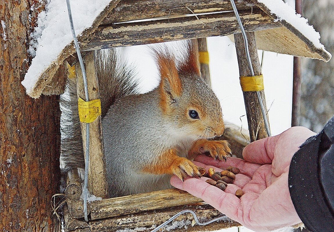 Доверие - Галина Нестратова