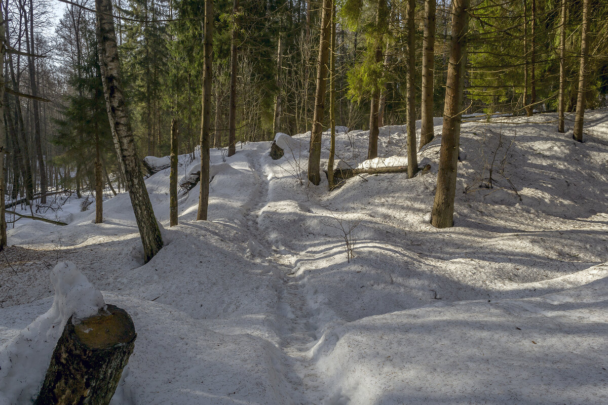 По лесной тропинке - Сергей Цветков