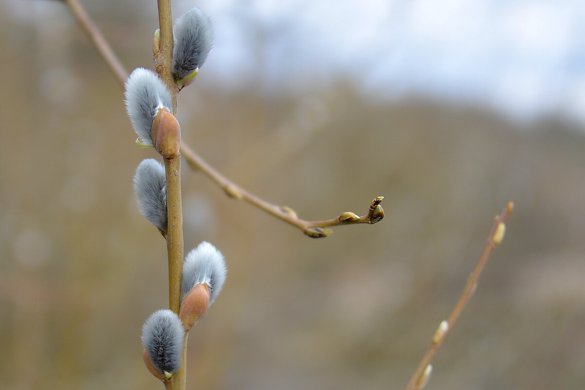 Готовы к Вербному - Сеня Белгородский