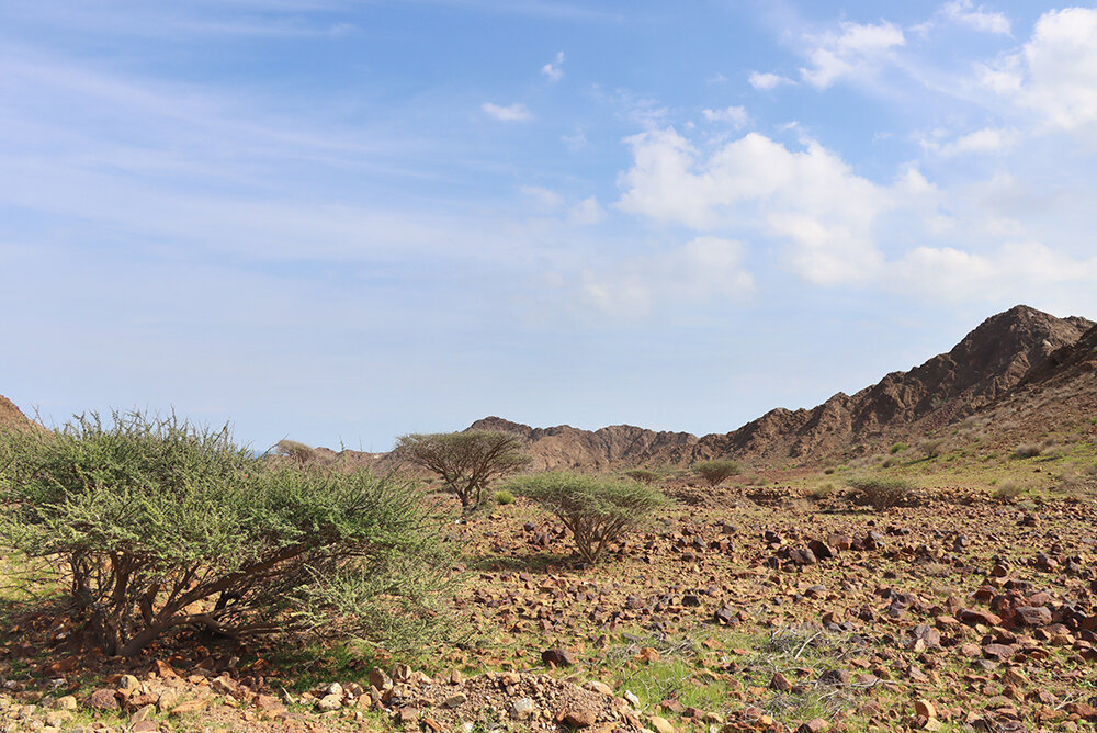 В горах ОАЭ - Галина Ильясова