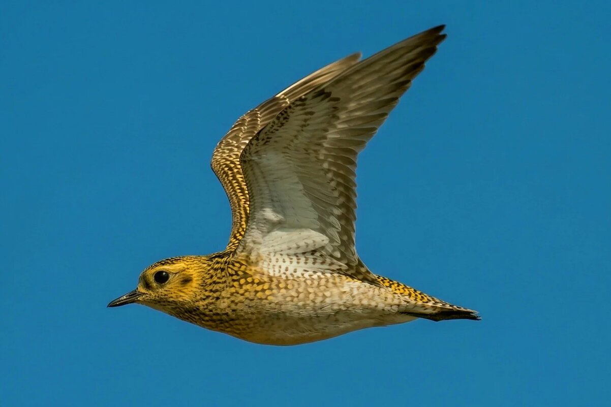 Золотистая ржанка - Владислав Иопек