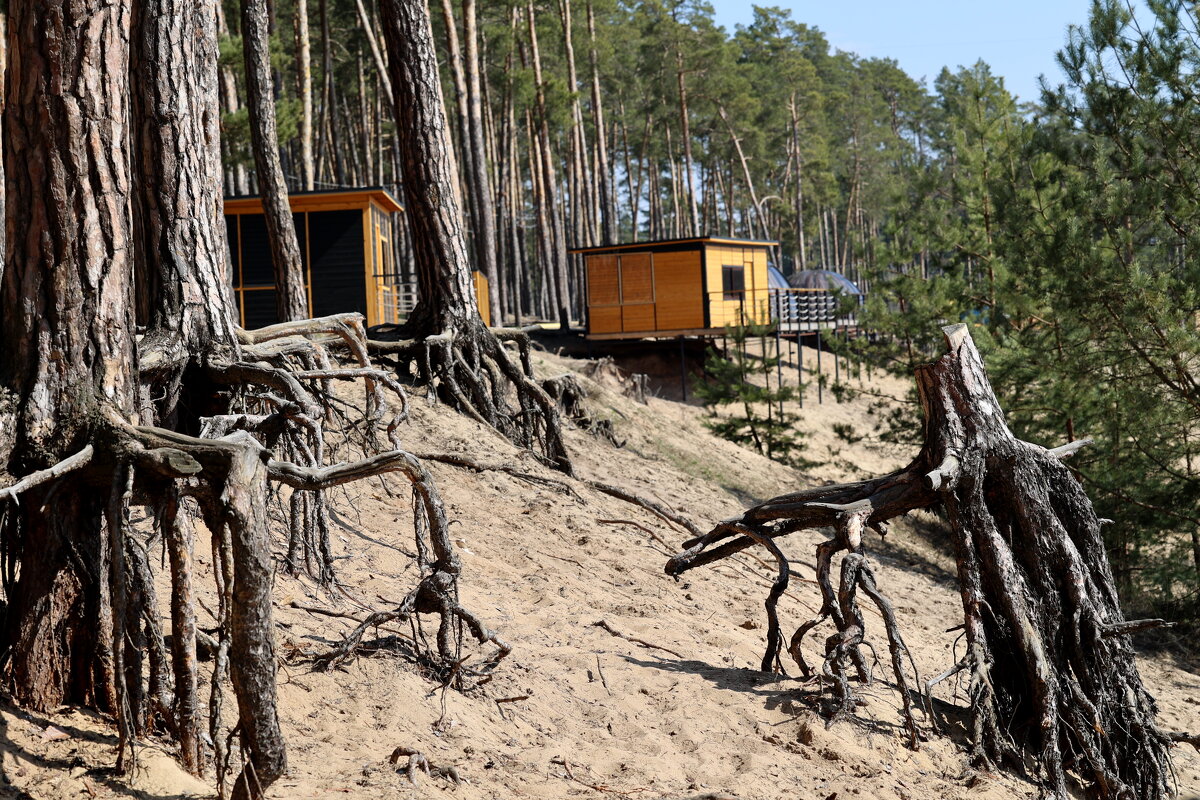 Сказочные корни - Александр Кондаков