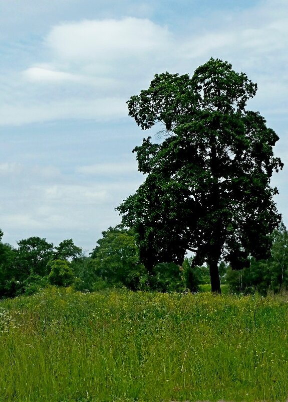 ГАТЧИНА, природа. - Виктор Осипчук