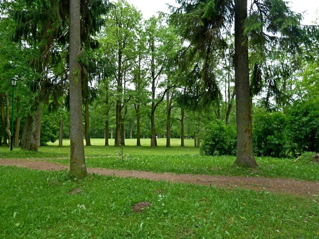 ГАТЧИНА, природа. - Виктор Осипчук