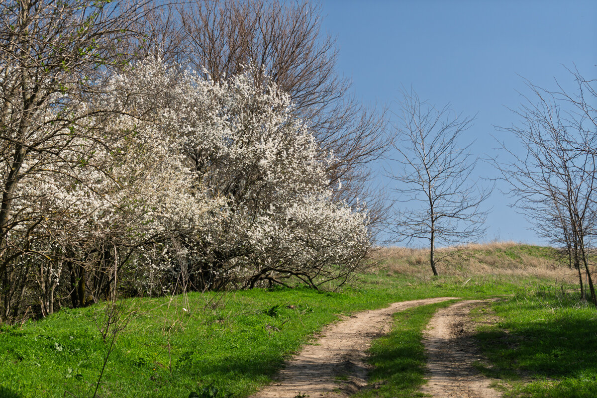 Цветет терновник - Игорь Сикорский