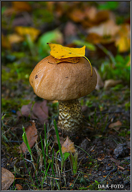 ПОДБЕРЁЗОВИК. - Александр Дмитриев