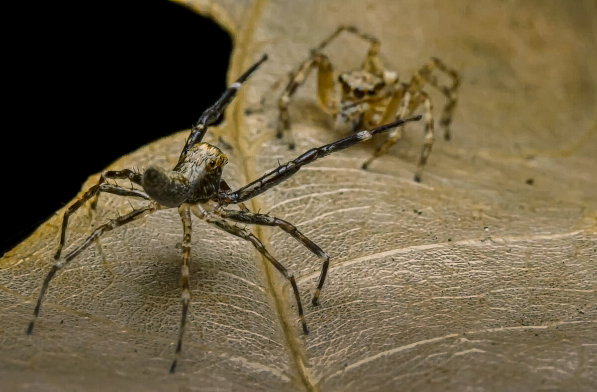 Гигантский паук-охотник - Aleksey Afonin