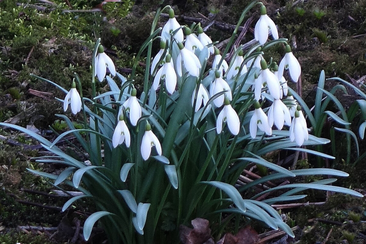 Подснежники - Рита Симонова