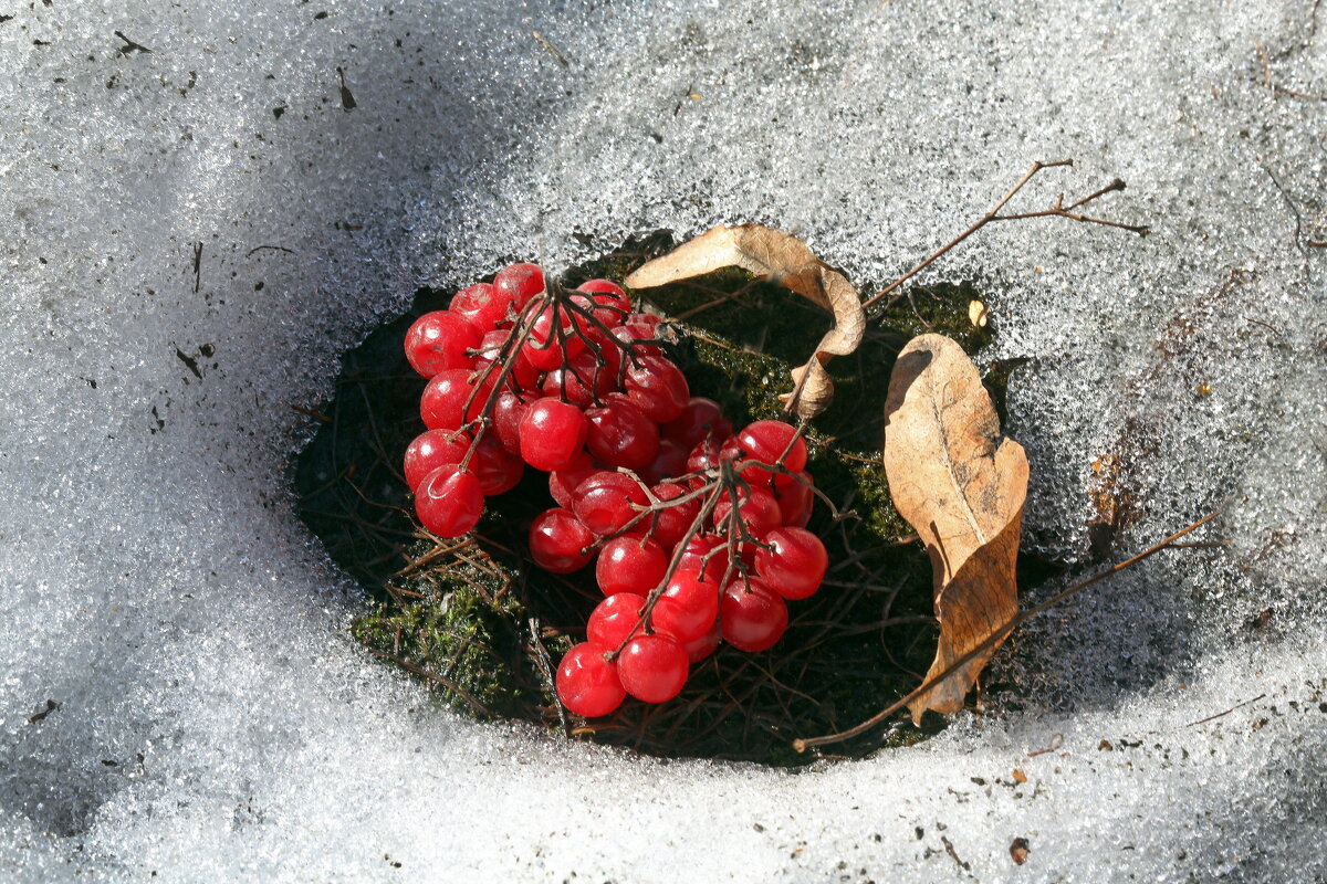 Ботсад МГУ 26 марта - Михаил Бибичков