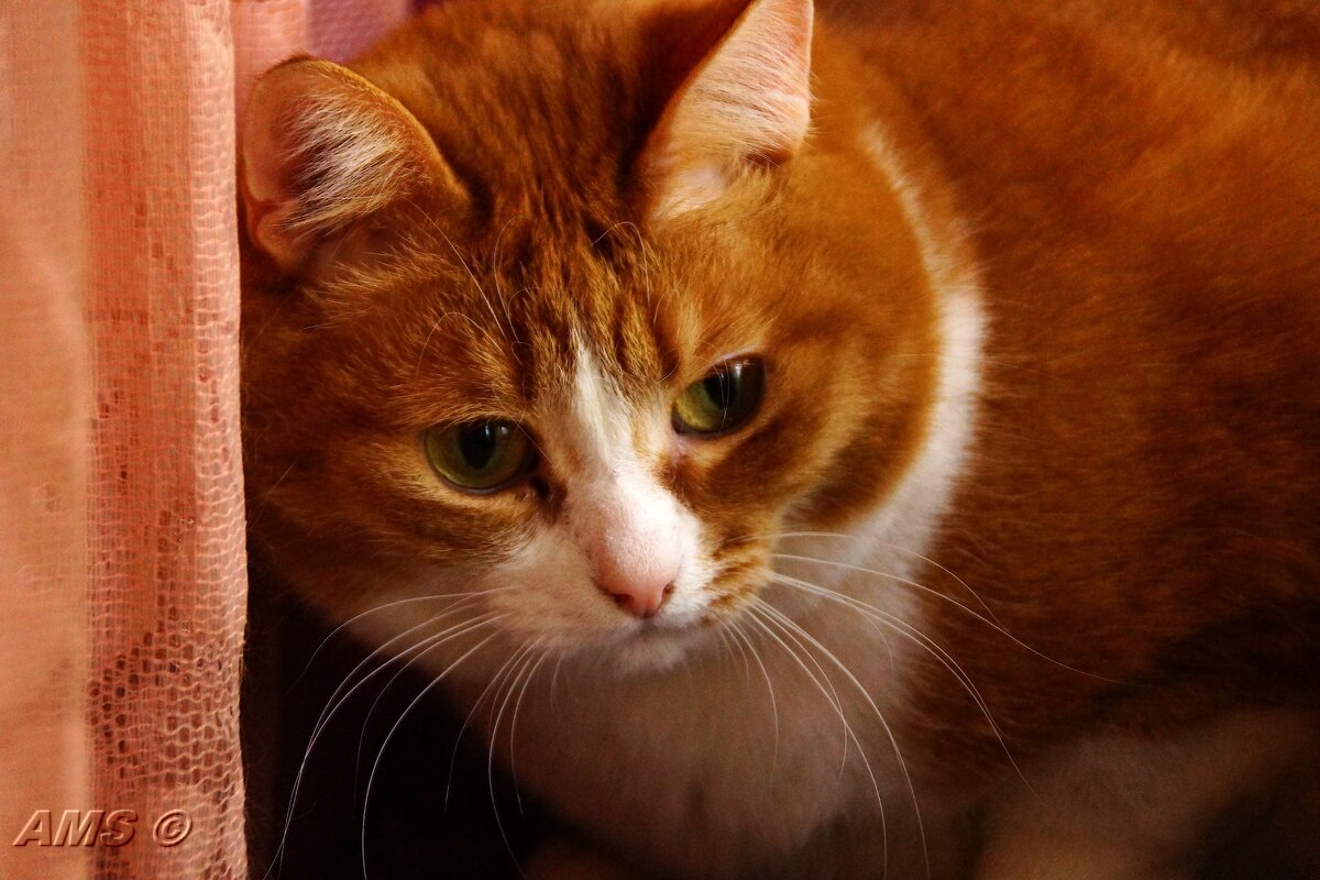 Шизик - kolyeretka 