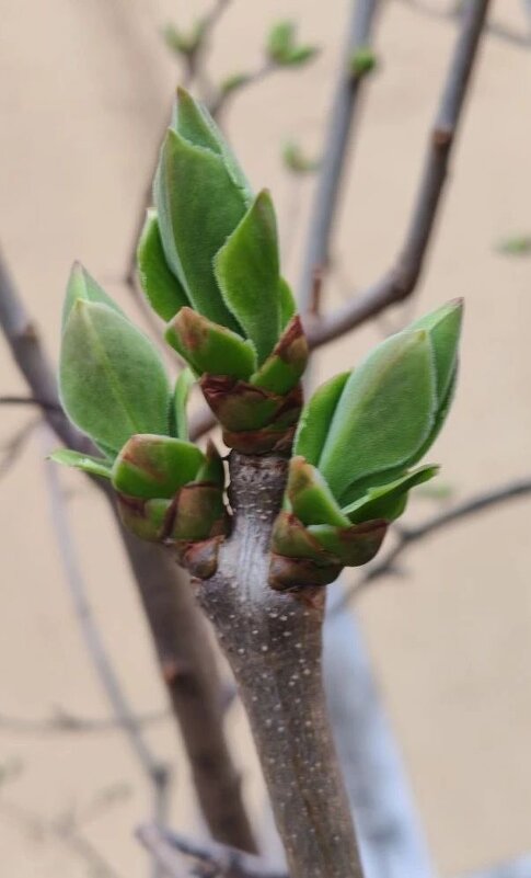 Весеннее - Елена Семигина