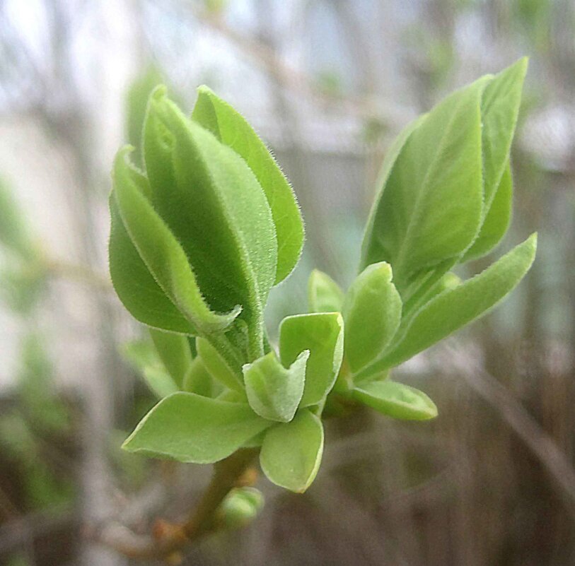 Весеннее - Елена Семигина