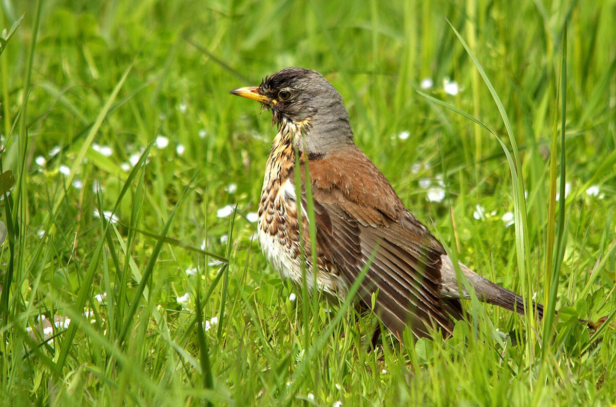 ... - Вячеслав Минаев