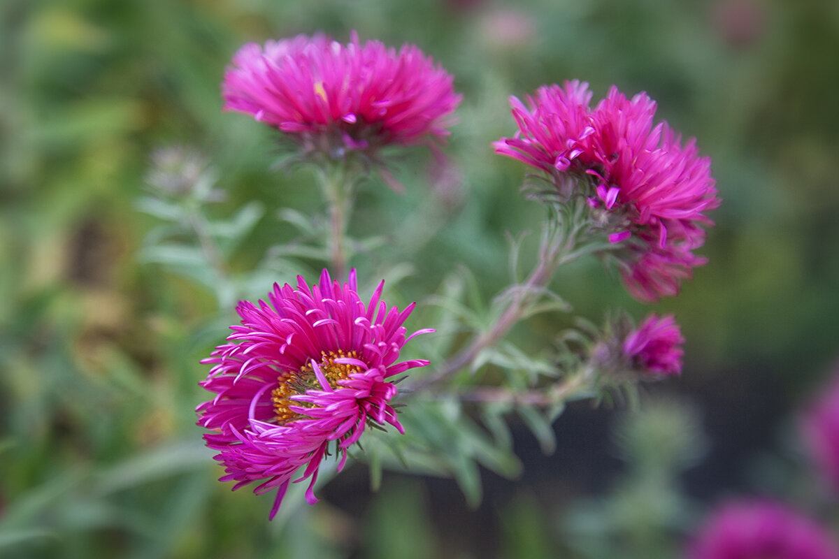 Астрочки осенние. - Лилия *