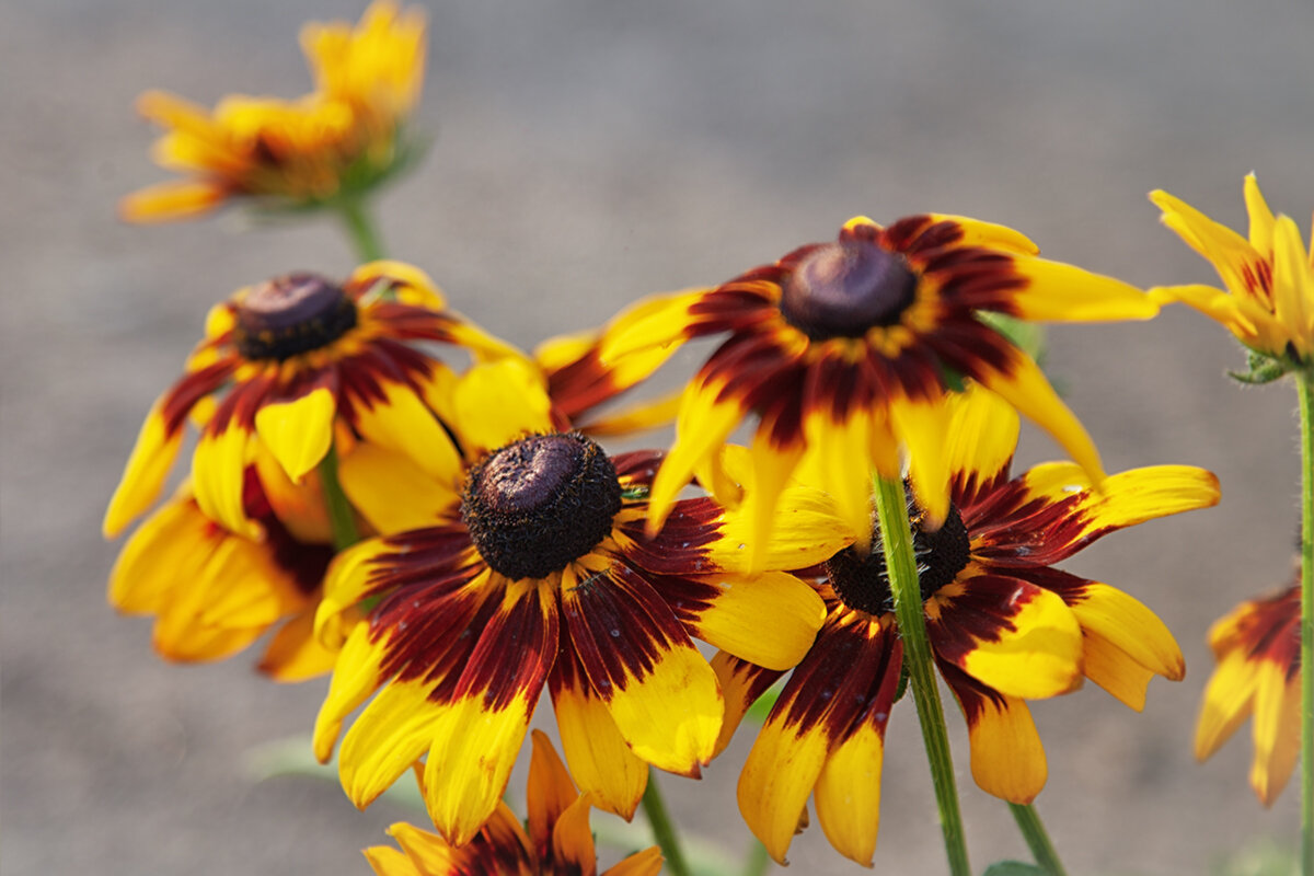 Рудбекия. - Лилия *