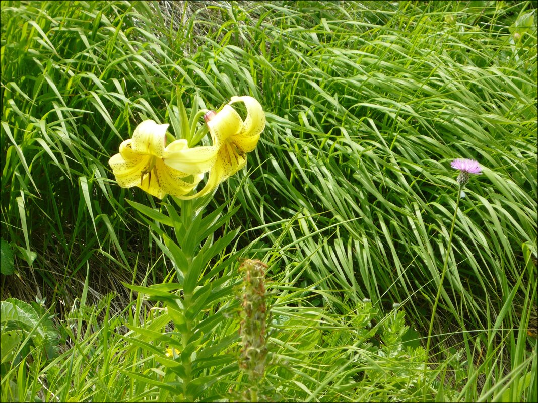 Горные цветы! - Надежда 