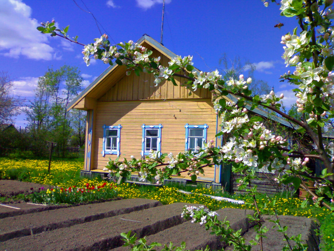 яблони в цвету - vg154 