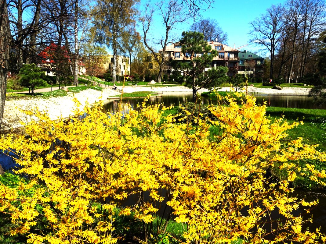 Цветение форзиции - Aida10 