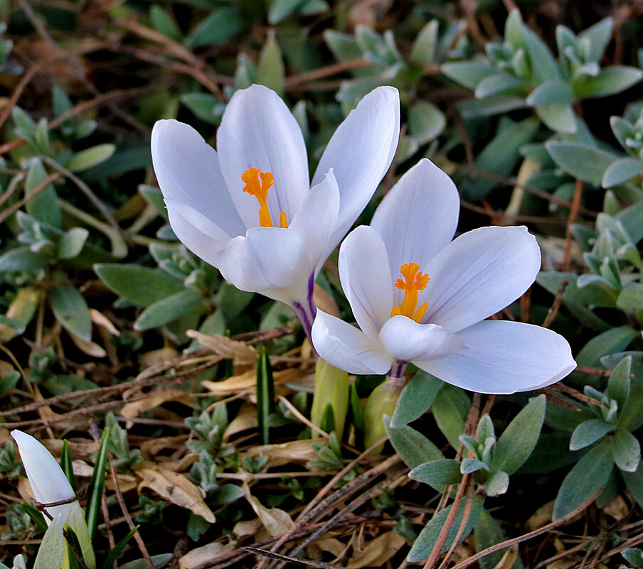 Ещё одна сладкая парочка - Светлана 