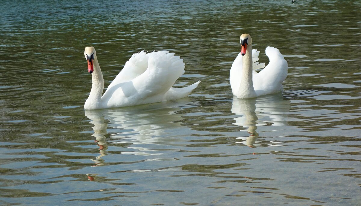 ««Белые лебеди - птицы прекрасные!»:»:... - Галина 