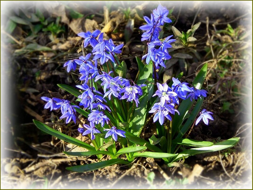 Пролески зацвели ... - Валентина Надсон